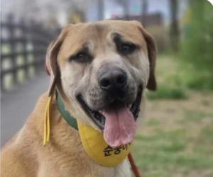 Daniff Dogs for adoption in San Ramon, CA, USA
