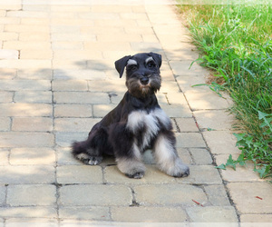 Schnauzer (Miniature) Puppy for sale in SYRACUSE, IN, USA
