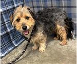 Small Mutt