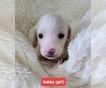 Small #3 Dachshund