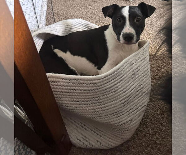 Medium Photo #1 Mutt Puppy For Sale in Germantown, OH, USA