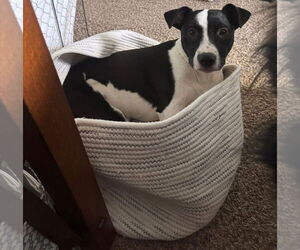 Mutt Dogs for adoption in Germantown, OH, USA