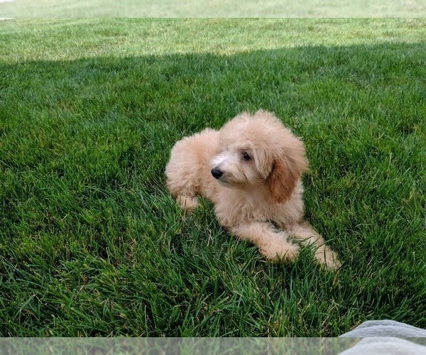 Medium Photo #3 Poodle (Miniature) Puppy For Sale in FREDERICKSBURG, OH, USA