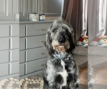Small #2 Irish Wolfhound Mix