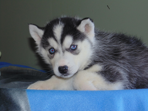 Medium Photo #1 Siberian Husky Puppy For Sale in NATHALIE, VA, USA