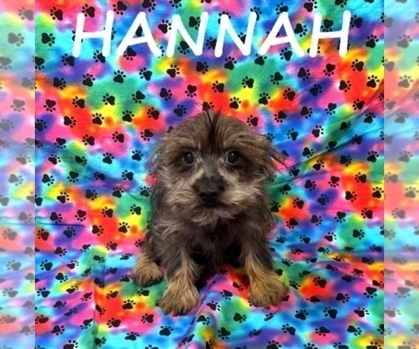 Medium Photo #3 Snorkie Puppy For Sale in HARTLAND, MN, USA