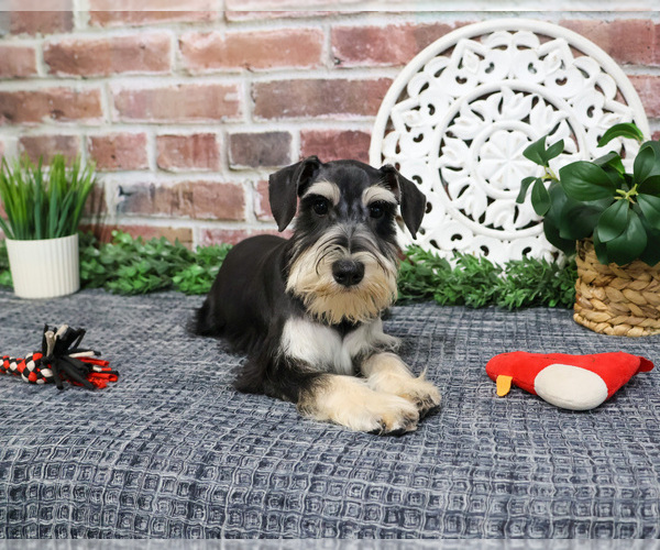 Medium Photo #4 Schnauzer (Miniature) Puppy For Sale in SYRACUSE, IN, USA
