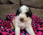 Small #13 Miniature Bernedoodle