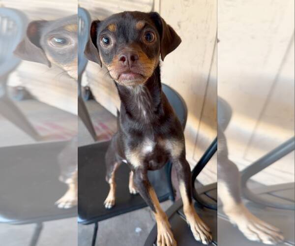 Medium Photo #4 Chihuahua-Unknown Mix Puppy For Sale in phoenix, AZ, USA