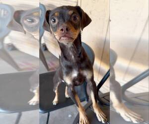 Kahlua - Male Chihuahua-Unknown Mix Dog for Adoption - Photo #4