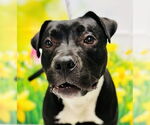 Small #1 American Pit Bull Terrier