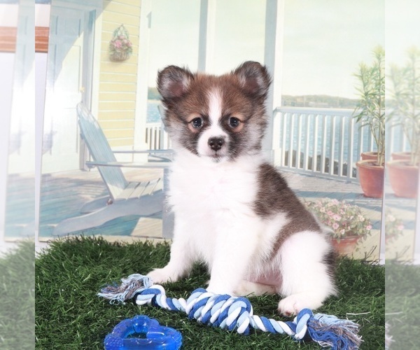 Medium Photo #4 Pomeranian Puppy For Sale in MOUNT VERNON, OH, USA