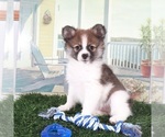 Small #3 Pomeranian