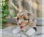 Puppy Zeus Aussiedoodle Miniature 