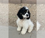 Small Photo #4 Cocker Spaniel Puppy For Sale in AVONDALE-GOODYEAR, AZ, USA