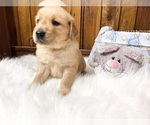 Small #1 Golden Retriever