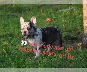French Bulldog Dog for Adoption in Budapest, Budapest Hungary