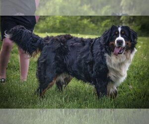 Father of the Bernese Mountain Dog puppies born on 01/31/2025