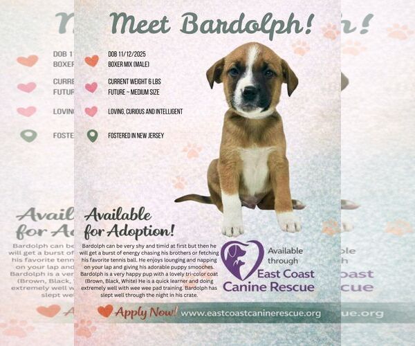 Medium Photo #5 Boxer-Unknown Mix Puppy For Sale in pomfret, CT, USA