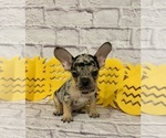 Small #1 French Bulldog