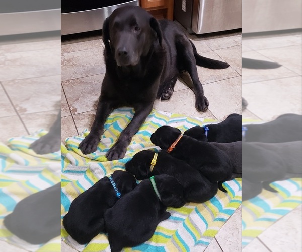 Medium Photo #185 Labrador Retriever Puppy For Sale in OLYMPIA, WA, USA