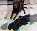 Small Photo #185 Labrador Retriever Puppy For Sale in OLYMPIA, WA, USA