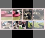 Small Photo #1 Border Collie Puppy For Sale in LEXINGTON, VA, USA