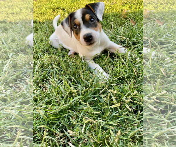 Medium Photo #6 Mutt Puppy For Sale in Hillsboro, MO, USA