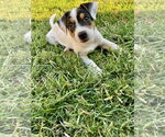 Small #5 Mutt