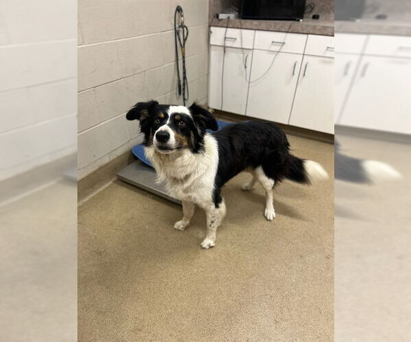 Medium Photo #1 Border Collie Puppy For Sale in Santa Maria, CA, USA