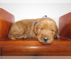 Labradoodle Puppy for sale in LEXINGTON, KY, USA