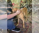 Small #9 Shepradors