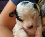 Small #16 Bernedoodle (Miniature)