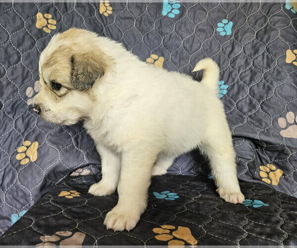 Medium Photo #5 Great Pyrenees Puppy For Sale in Croydon, NH, USA