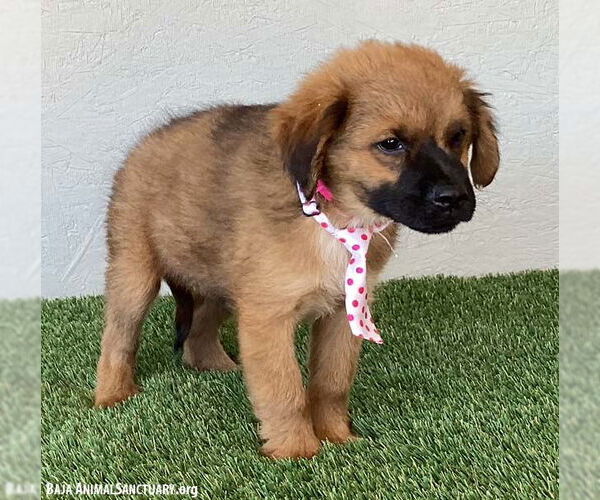 Medium Photo #3 Shepweiller Puppy For Sale in San Diego, CA, USA
