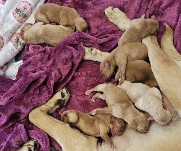 Medium Photo #3 Borador Puppy For Sale in SANTA MARIA, CA, USA