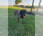 Small #4 Mutt