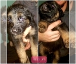 Small Photo #2 Shepweiller Puppy For Sale in BROOKNEAL, VA, USA