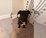 Small #13 American Staffordshire Terrier Mix
