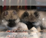 Small Photo #23 Keeshond Puppy For Sale in FAYETTEVILLE, TN, USA