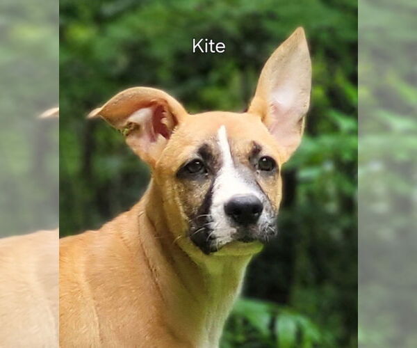 Medium Photo #1 Mutt Puppy For Sale in Ellijay, GA, USA