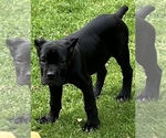 Small Photo #17 Cane Corso Puppy For Sale in ANDERSON, IN, USA