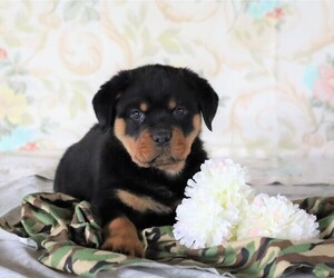 Rottweiler Puppy for sale in FREDERICKSBG, OH, USA