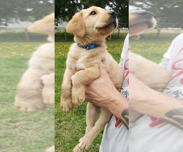 Medium Photo #4 Labrador Retriever Puppy For Sale in OLYMPIA, WA, USA