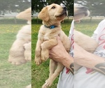 Small #3 Labrador Retriever