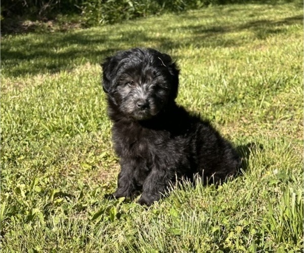 Medium Photo #3 Aussiedoodle Miniature  Puppy For Sale in MEHERRIN, VA, USA