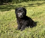 Small Photo #3 Aussiedoodle Miniature  Puppy For Sale in MEHERRIN, VA, USA