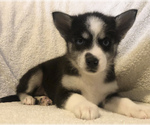 Small Photo #2 Pomsky Puppy For Sale in HOWLAND, OH, USA