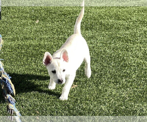 Medium Photo #13 Siberian Husky-Unknown Mix Puppy For Sale in La Verne, CA, USA