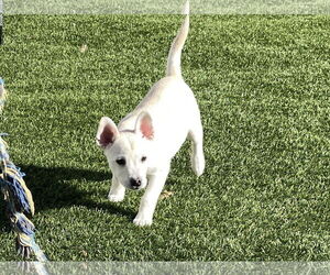 Sugar - Female Siberian Husky-Unknown Mix Dog for Adoption - Photo #13